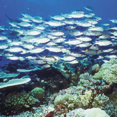 COZUMEL TOURS FROM CANCUN