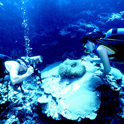 Discover Aruba Tour