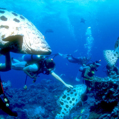 Happy Hour Snorkel Sail in Aruba